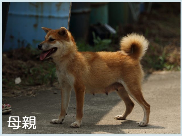 2015.6.30haha-shibainu 2015.6.30haha-shibainu