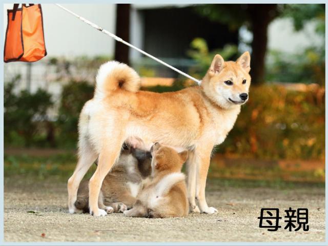 風香1 風香1
