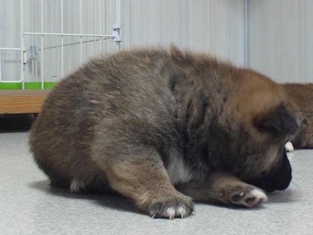 DSCF3454-puppy DSCF3454-puppy
