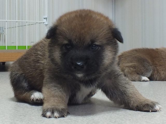 DSCF3455-puppy DSCF3455-puppy
