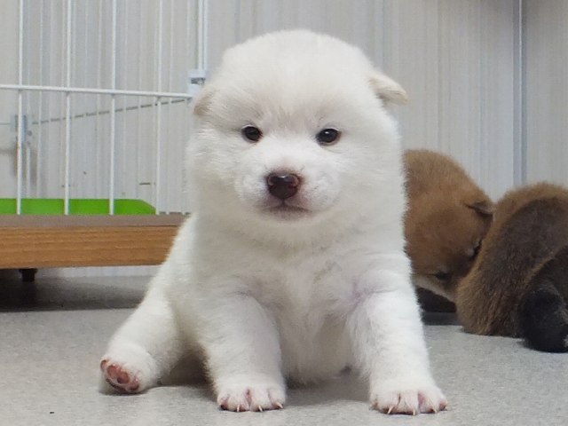 DSCF3482-puppy DSCF3482-puppy