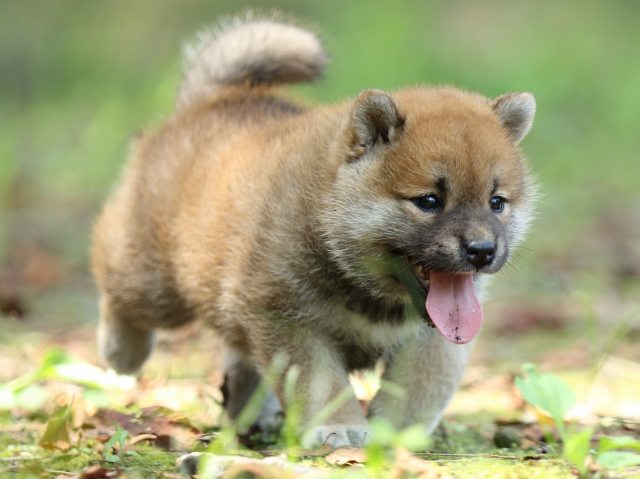 FP5A0005-puppy FP5A0005-puppy