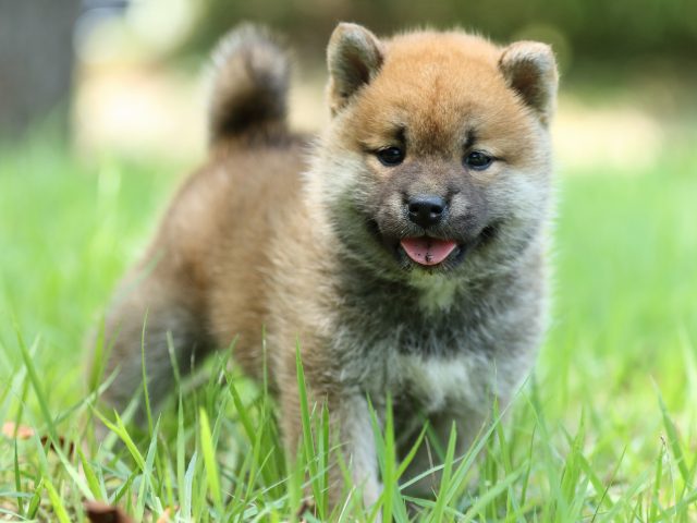 FP5A0037-puppy FP5A0037-puppy