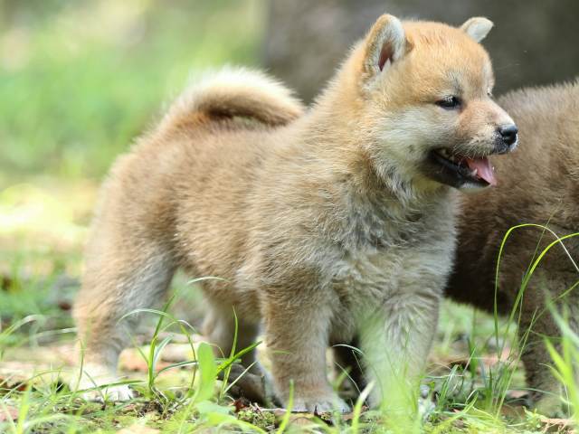 FP5A0097-puppy FP5A0097-puppy