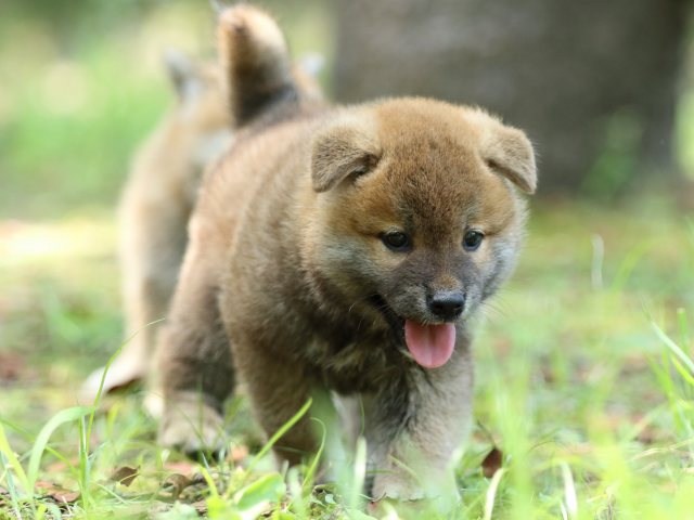 FP5A0135-puppy FP5A0135-puppy