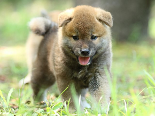 FP5A0139-puppy FP5A0139-puppy