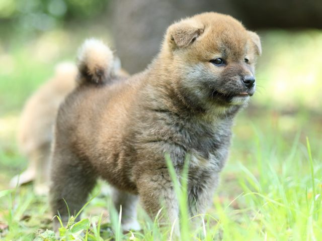 FP5A0146-puppy FP5A0146-puppy