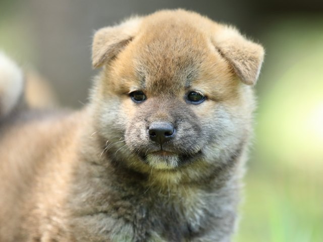 FP5A0152-puppy FP5A0152-puppy