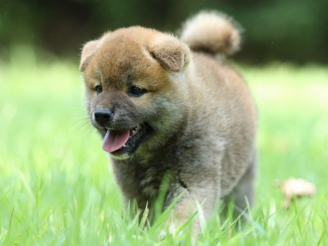 FP5A0239-puppy FP5A0239-puppy