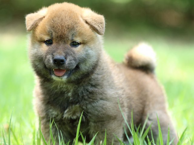 FP5A0273-puppy FP5A0273-puppy