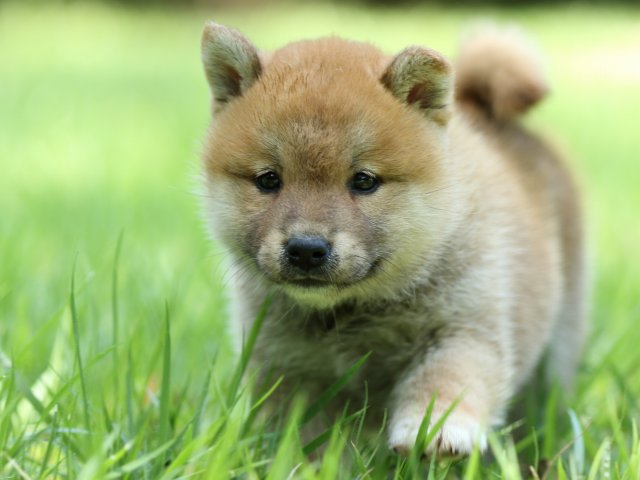 FP5A0284-puppy FP5A0284-puppy