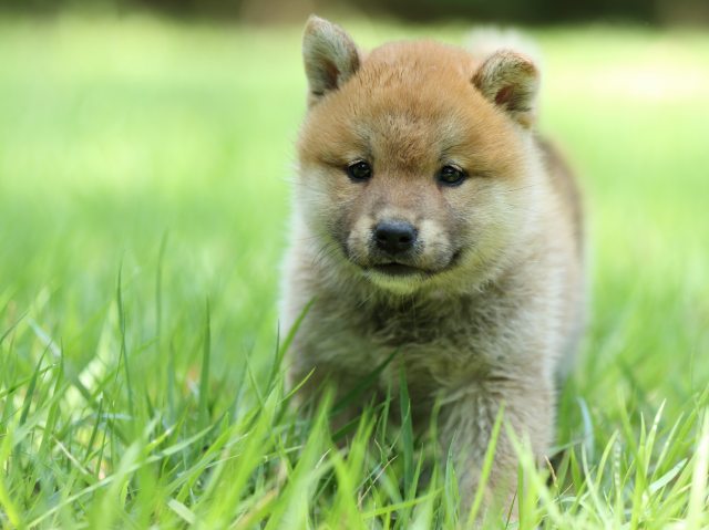 FP5A0285-puppy FP5A0285-puppy