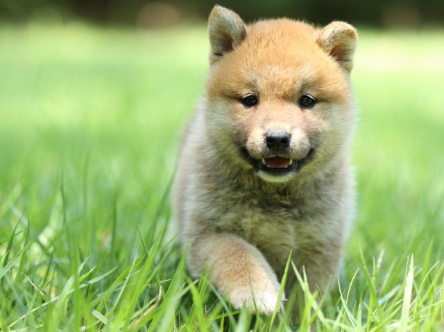 FP5A0287-puppy FP5A0287-puppy