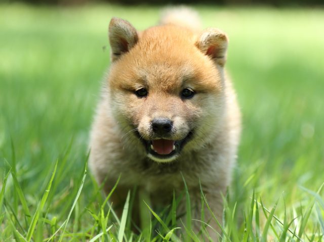 FP5A0289-puppy FP5A0289-puppy