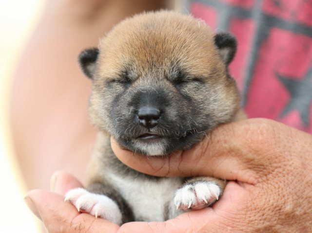 FP5A0590-puppy FP5A0590-puppy