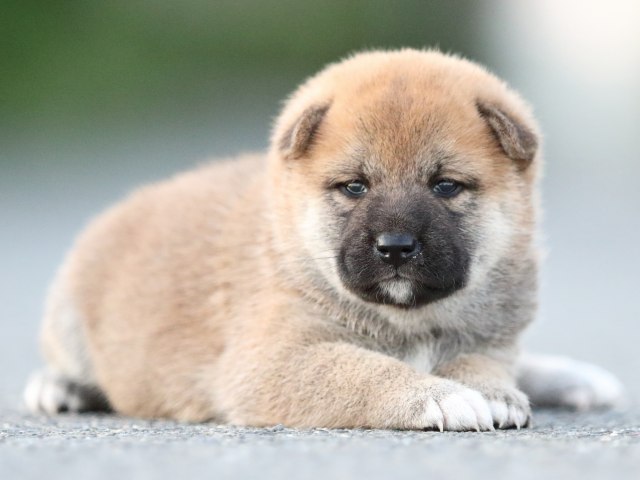 FP5A0836-puppy FP5A0836-puppy