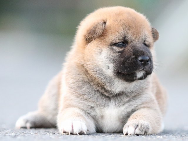 FP5A0839-puppy FP5A0839-puppy