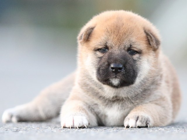 FP5A0849-puppy FP5A0849-puppy