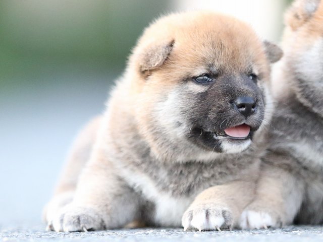 FP5A0869-puppy FP5A0869-puppy