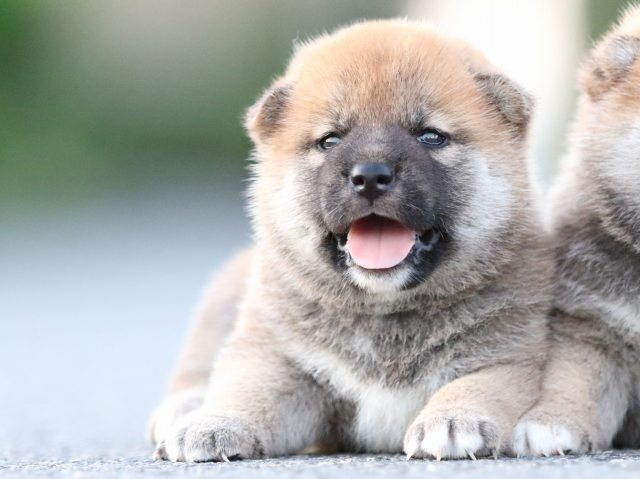 FP5A0872-puppy FP5A0872-puppy