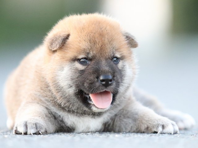 FP5A0905-puppy FP5A0905-puppy