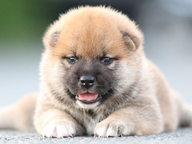 FP5A0946-puppy FP5A0946-puppy