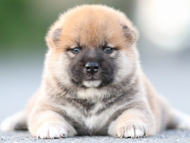FP5A0974-puppy FP5A0974-puppy