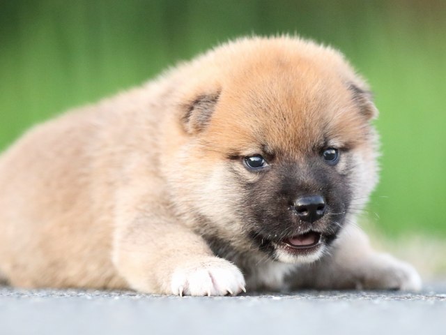 FP5A0983-puppy FP5A0983-puppy