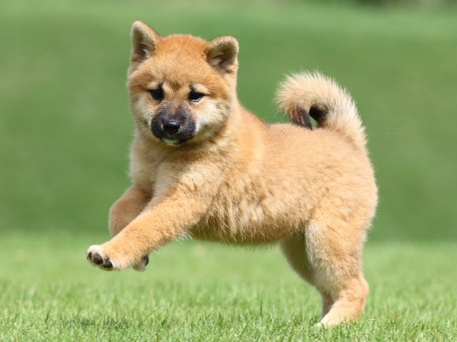 FP5A1020-puupy-shibainu FP5A1020-puupy-shibainu