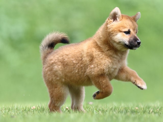 FP5A1027-puupy-shibainu FP5A1027-puupy-shibainu