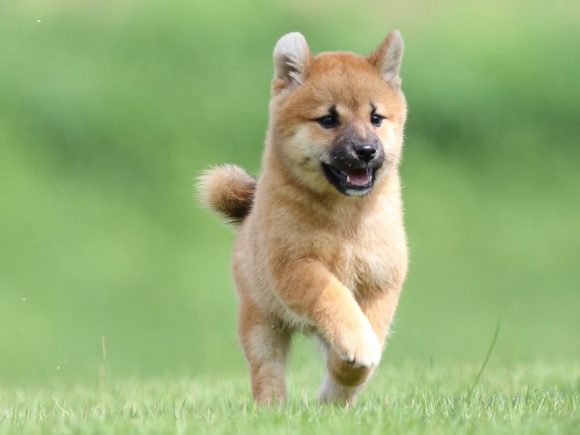 FP5A1082-puupy-shibainu FP5A1082-puupy-shibainu