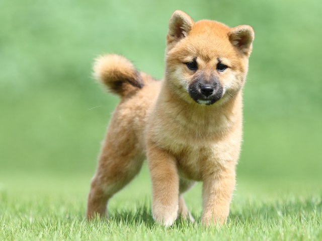 FP5A1131-puupy-shibainu FP5A1131-puupy-shibainu