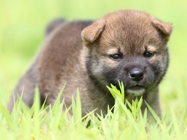 FP5A1156-puppy FP5A1156-puppy