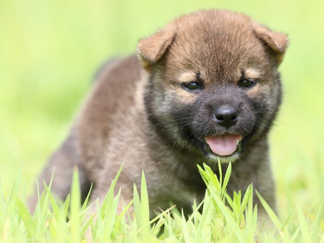 FP5A1157-puppy FP5A1157-puppy