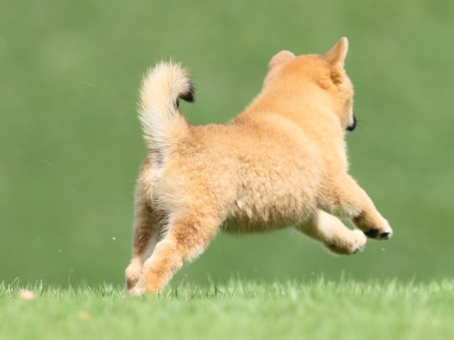 FP5A1180-puupy-shibainu FP5A1180-puupy-shibainu