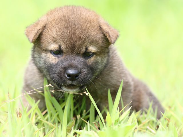 FP5A1189-puppy FP5A1189-puppy