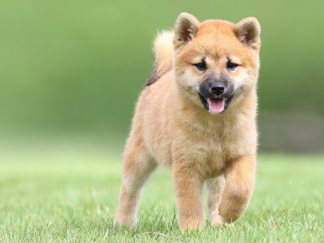 FP5A1189-puupy-shibainu FP5A1189-puupy-shibainu