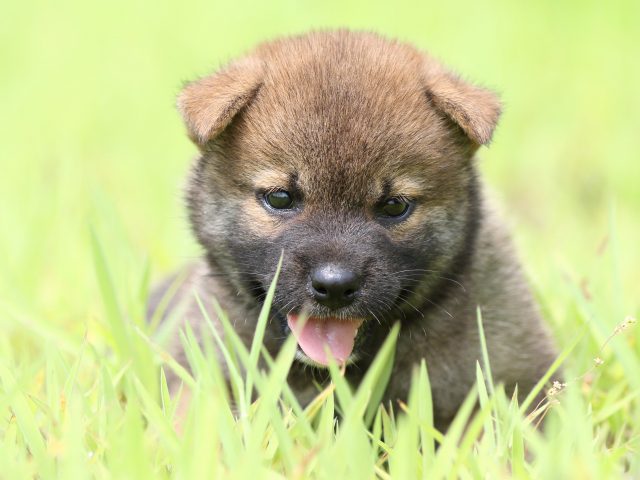 FP5A1204-puppy FP5A1204-puppy