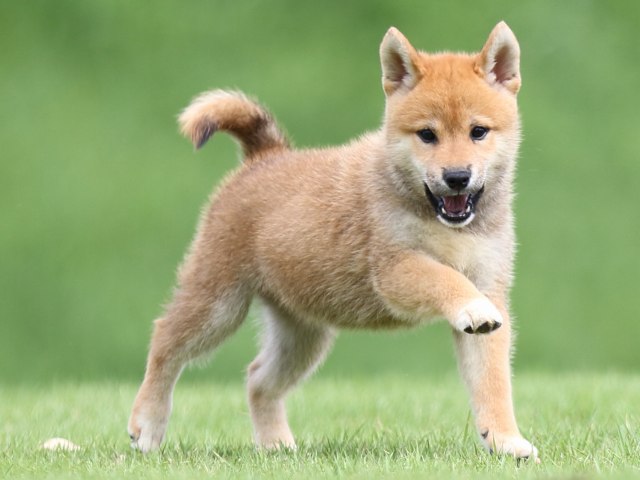 FP5A1221-puupy-shibainu FP5A1221-puupy-shibainu
