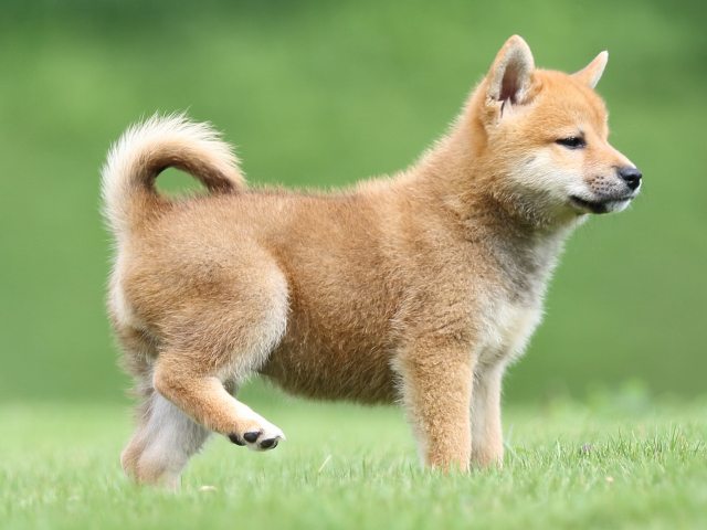 FP5A1230-puupy-shibainu FP5A1230-puupy-shibainu