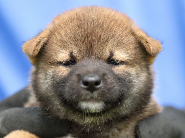 FP5A1235-puppy FP5A1235-puppy