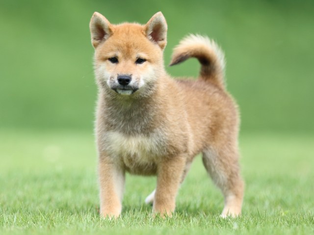 FP5A1241-puupy-shibainu FP5A1241-puupy-shibainu