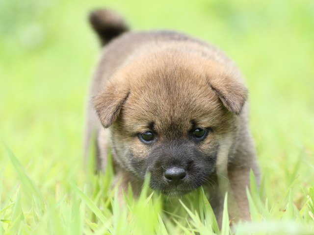 FP5A1251-puppy FP5A1251-puppy