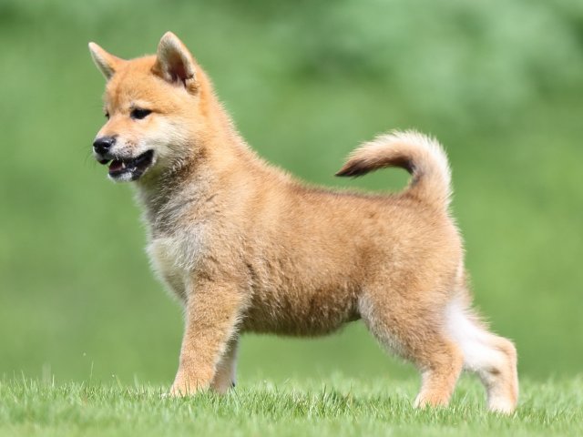 FP5A1282-puupy-shibainu FP5A1282-puupy-shibainu