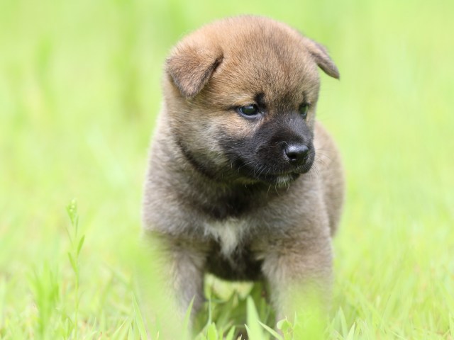 FP5A1296-puppy FP5A1296-puppy