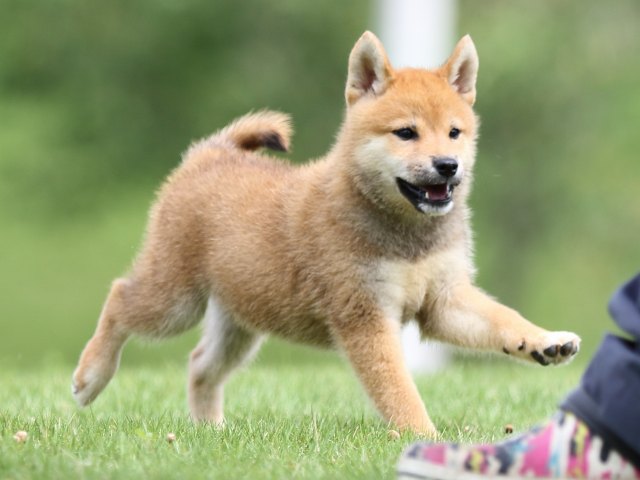 FP5A1304-puupy-shibainu FP5A1304-puupy-shibainu