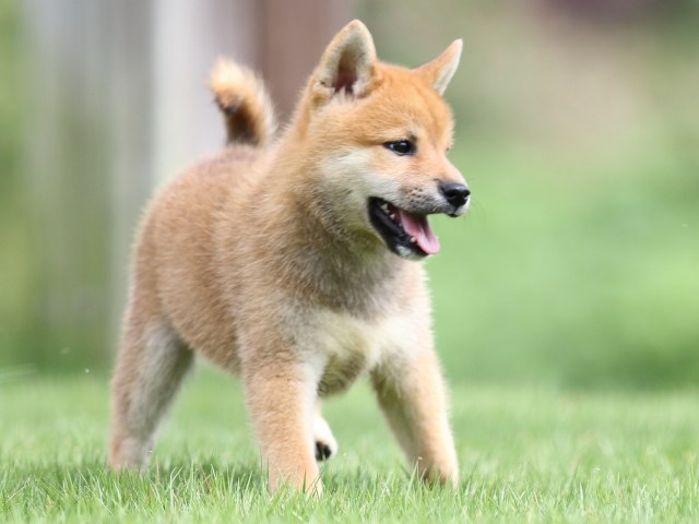 FP5A1305-puupy-shibainu FP5A1305-puupy-shibainu