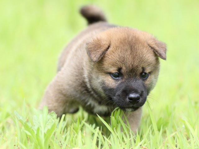 FP5A1327-puppy FP5A1327-puppy