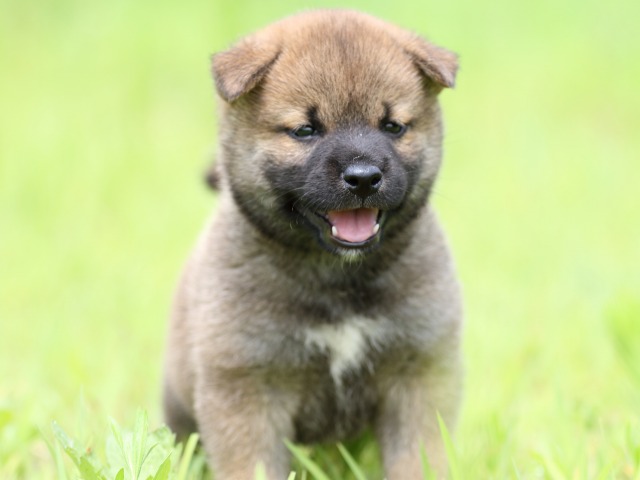 FP5A1331-puppy FP5A1331-puppy