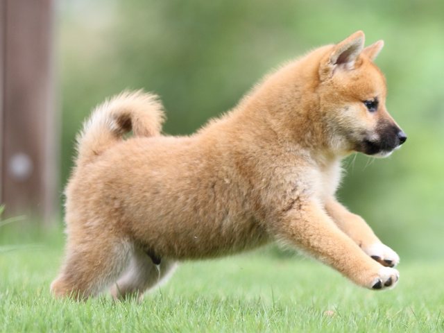 FP5A1334-puupy-shibainu FP5A1334-puupy-shibainu